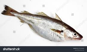 Image result for Merlangius merlangus