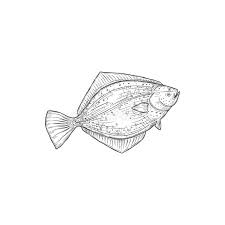Image result for Paralichthys albigutta