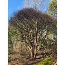 Attēlu rezultāti vaicājumam “Reticularia jurana young”