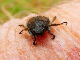 Attēlu rezultāti vaicājumam “Phyllopertha horticola”