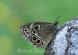 Attēlu rezultāti vaicājumam “Lopinga achine underside”