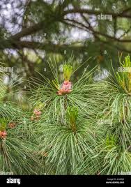 Attēlu rezultāti vaicājumam “Pinus sibirica”