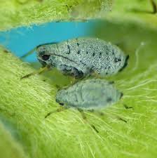 Attēlu rezultāti vaicājumam “Aphis farinosa”