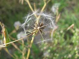 Attēlu rezultāti vaicājumam “Lactuca serriola”