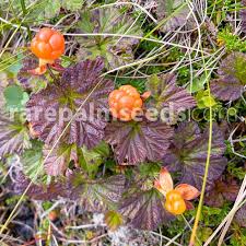 Attēlu rezultāti vaicājumam “Rubus chamaemorus flower”
