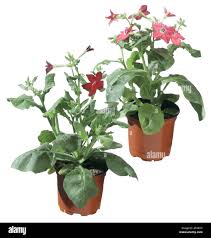 Image result for Nicotiana x sanderae