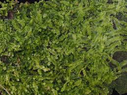 Attēlu rezultāti vaicājumam “Lophocolea minor”