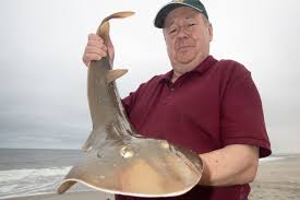 Image result for Acroteriobatus annulatus