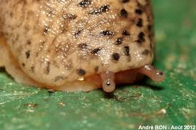 Attēlu rezultāti vaicājumam “Limax maximus”