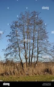Attēlu rezultāti vaicājumam “Alnus glutinosa”
