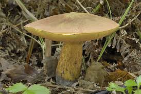 Attēlu rezultāti vaicājumam “Boletus luridus”