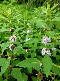 Attēlu rezultāti vaicājumam “Mentha arvensis”