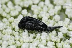 Attēlu rezultāti vaicājumam “Mordella sp.”