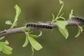 Attēlu rezultāti vaicājumam “Eriogaster lanestris”