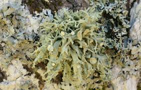 Attēlu rezultāti vaicājumam “Ramalina fastigiata”