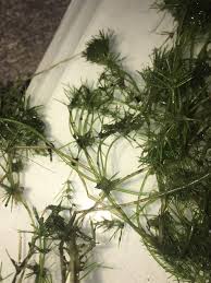 Attēlu rezultāti vaicājumam “Najas minor”