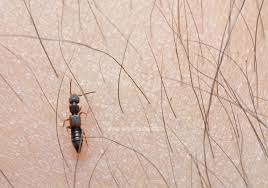 Attēlu rezultāti vaicājumam “Staphylinidae”