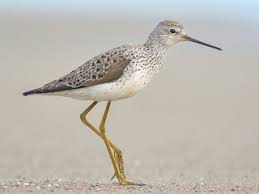 Attēlu rezultāti vaicājumam “Tringa stagnatilis”