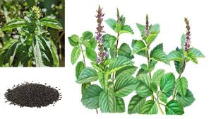 Image result for Ocimum basilicum