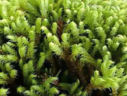 Attēlu rezultāti vaicājumam “Philonotis calcarea”