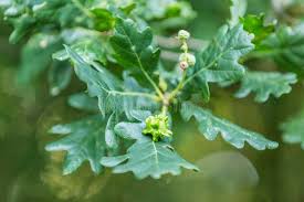 Attēlu rezultāti vaicājumam “Andricus quercuscorticis”