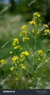 Attēlu rezultāti vaicājumam “Sisymbrium loeselii flower”