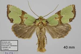 Attēlu rezultāti vaicājumam “Staurophora celsia”