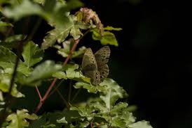 Attēlu rezultāti vaicājumam “Lopinga achine”