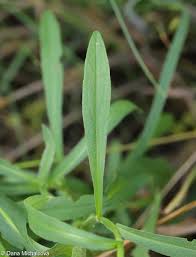 Attēlu rezultāti vaicājumam “Inula britannica leaf”