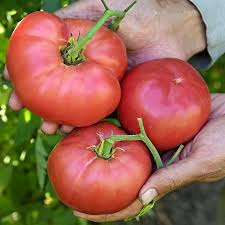 Afbeeldingsresultaat voor mortgage lifter bicolor strain tomato