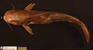 Image result for Ariopsis felis