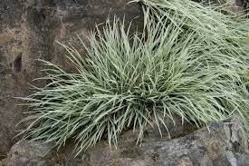 Attēlu rezultāti vaicājumam “Arrhenatherum elatius”