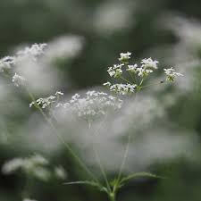 Attēlu rezultāti vaicājumam “Anthriscus sylvestris flower”