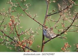 Image result for Emberiza pusilla