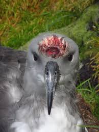 Image result for albatross dead chick