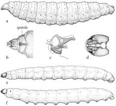 Attēlu rezultāti vaicājumam “Cecidomyiidae”