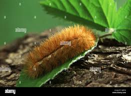 Attēlu rezultāti vaicājumam “Spilosoma lutea larva”