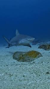 Image result for Carcharhinus leucas