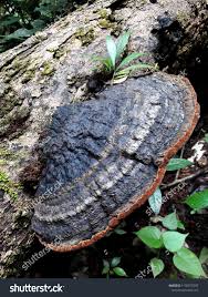Attēlu rezultāti vaicājumam “Phellinus nigricans”