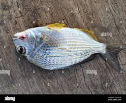 Image result for Rhabdosargus holubi