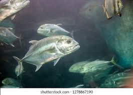 Image result for Caranx hippos