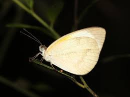 Attēlu rezultāti vaicājumam “Hoplia parvula imago”