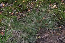 Attēlu rezultāti vaicājumam “Nardus stricta fruit”