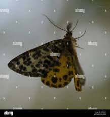 Attēlu rezultāti vaicājumam “Arichanna melanaria”