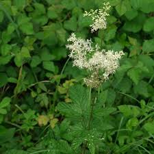 Attēlu rezultāti vaicājumam “Filipendula ulmaria”