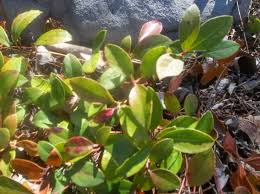 Attēlu rezultāti vaicājumam “Gaultheria cuneata”