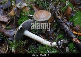 Attēlu rezultāti vaicājumam “Stropharia hornemannii”