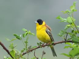 Image result for Emberiza melanocephala