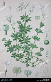 Attēlu rezultāti vaicājumam “Galium album”