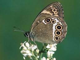 Attēlu rezultāti vaicājumam “Lopinga achine”
